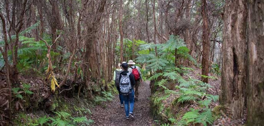 Explore the lush green rainforest of Volcano