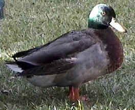 In Memory of "Einstein"  - 3/30/2001 - We Still Miss You!!